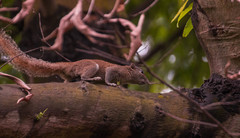 Callosciurus pygerythrus
