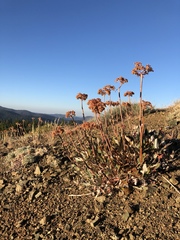 Eriogonum compositum