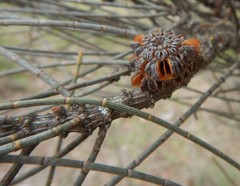 Allocasuarina luehmannii