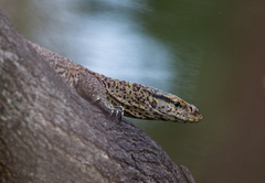 Varanus bengalensis