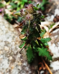 Pedicularis refracta transmorrisonensis