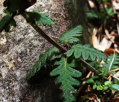 Pedicularis refracta transmorrisonensis