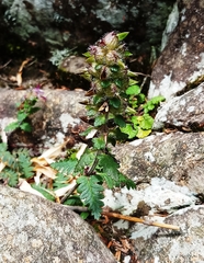 Pedicularis refracta transmorrisonensis