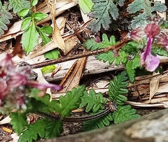 Pedicularis refracta transmorrisonensis