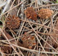Allocasuarina luehmannii