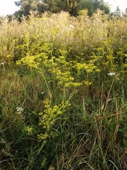 Pastinaca sativa