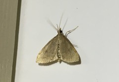 Udea accolalis