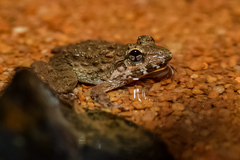 Limnonectes blythii