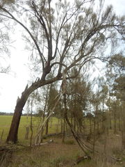 Allocasuarina luehmannii