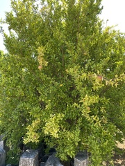 Punica granatum