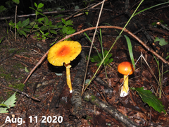 Amanita hemibapha