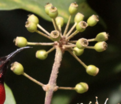 Schefflera