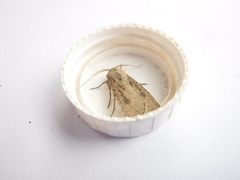 Agrotis segetum