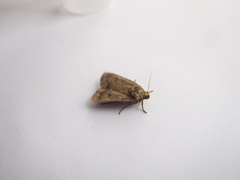 Amphipyra tragopoginis