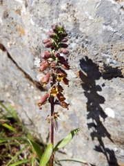 Digitalis parviflora