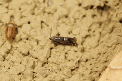 Glyphipterigidae