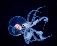 Wunderpus photogenicus