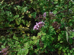Conopini