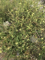 Raphanus raphanistrum landra