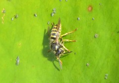 Dolichovespula saxonica