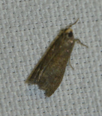 Eccopisa effractella