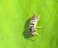 Dolichovespula saxonica