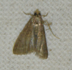 Eccopisa effractella