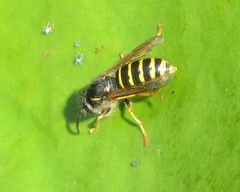 Dolichovespula saxonica