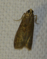 Eccopisa effractella