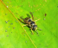 Dolichovespula saxonica