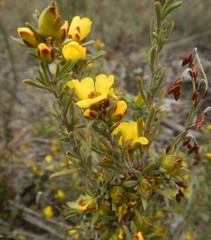 Hibbertia prostrata