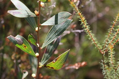 Hakea laevipes