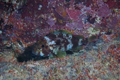 Humpback Nohu photo 4
