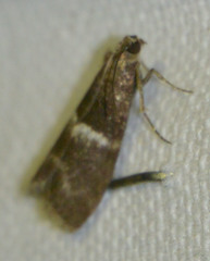 Elegia similella
