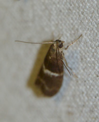 Elegia similella