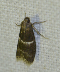 Elegia similella
