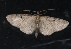 Eupithecia distinctaria