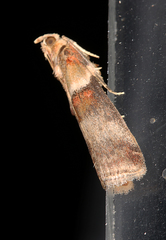 Acrobasis tumidana