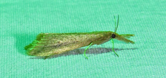 Donacaula maximellus