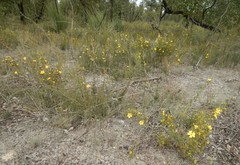 Hibbertia prostrata