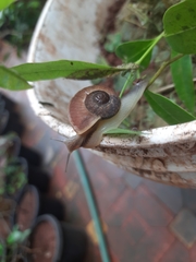 Ariophantidae