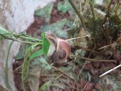 Ariophantidae