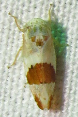 Norvellina seminuda