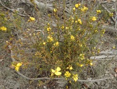 Hibbertia prostrata