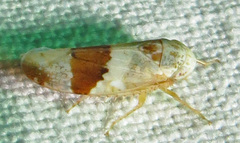 Norvellina seminuda