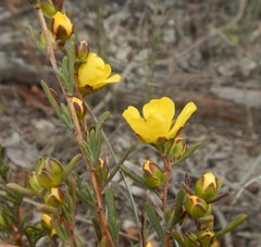 Hibbertia prostrata