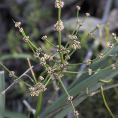 Lomandra multiflora dura