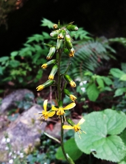 Ligularia