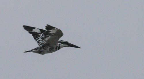 Pied Kingfisher