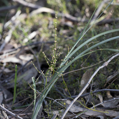 Lomandra multiflora dura
